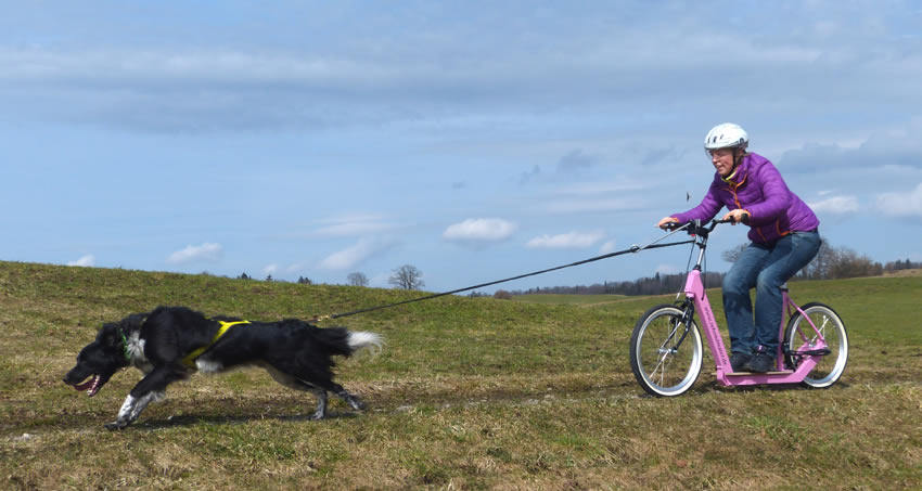 Roller-Fahrerin mit Zughund